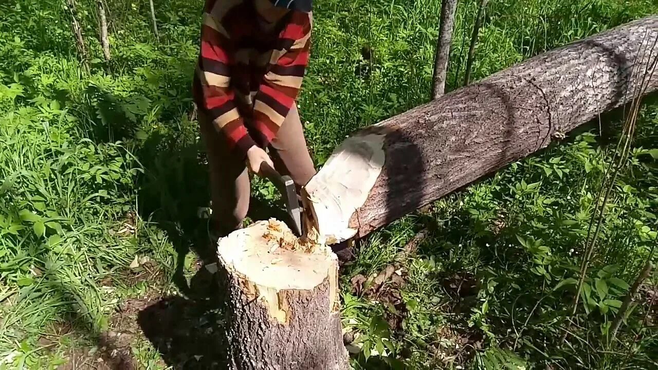 Рябину срубил по пьянке на дрова. Рубит дерево. Дерево срубленное топором. Рубка деревьев.