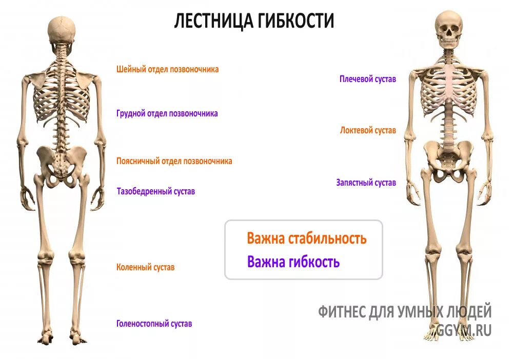 Названия суставов человека. Мобильность стабильность суставов. Стабильные и мобильные суставы. Суставы скелета. Мобильность и стабильность в теле.