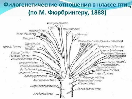 Филогенетическое дерево растений