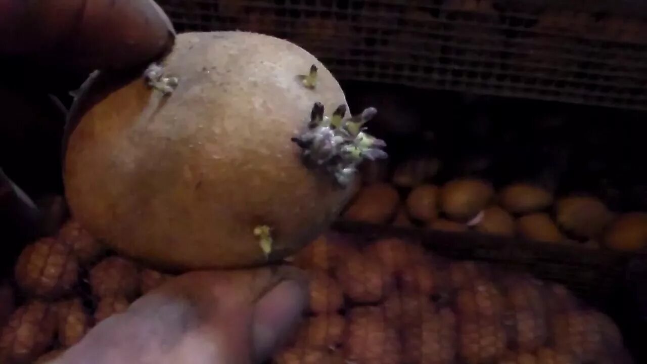 Проращивание картофеля. Ростки картофеля. Посадка картофеля ростками. Подготовка картофеля к посадке. Яровизация картофеля перед посадкой в домашних