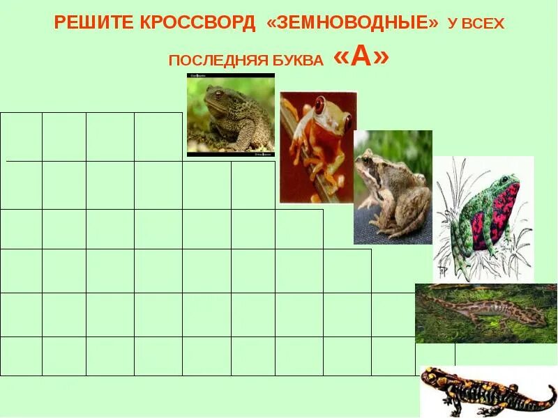 Кроссворд земноводные. Кроссворд земноводные с ответами. Кросвордпо теме земноводные. Кроссворд на тему земноводные. Кроссворд земноводные биология