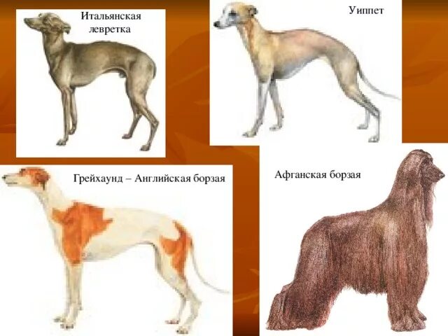 Хортые щенки - 2010