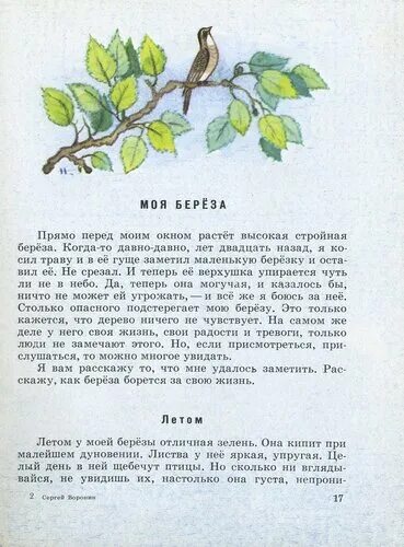 Впр береза одно из самых распространенных. Впр береза одно из самых распространенных