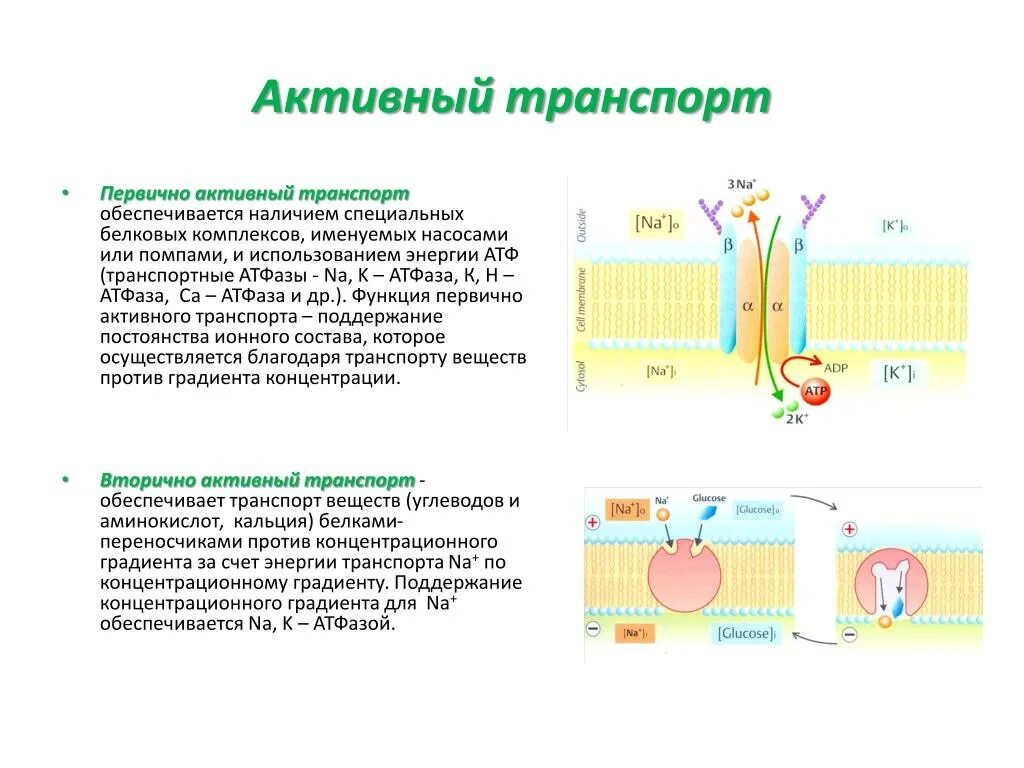 Происходит синтез атф за счет энергии электрохимического. Первичный активный транспорт веществ через мембрану. Первичный и вторичный активный транспорт. Первичный активный транспорт и вторичный активный транспорт. Первично активный транспорт физиология.