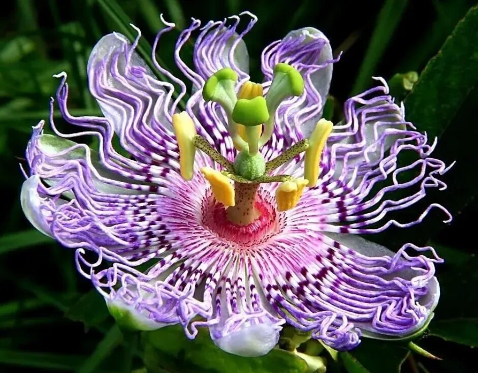 Удивительное о цветах. Орхидея пассифлора. Страстоцвет вонючий (Passiflora foetida). Цветок Дикая пассифлора голубая. Фаталик витаспаразис цветок.