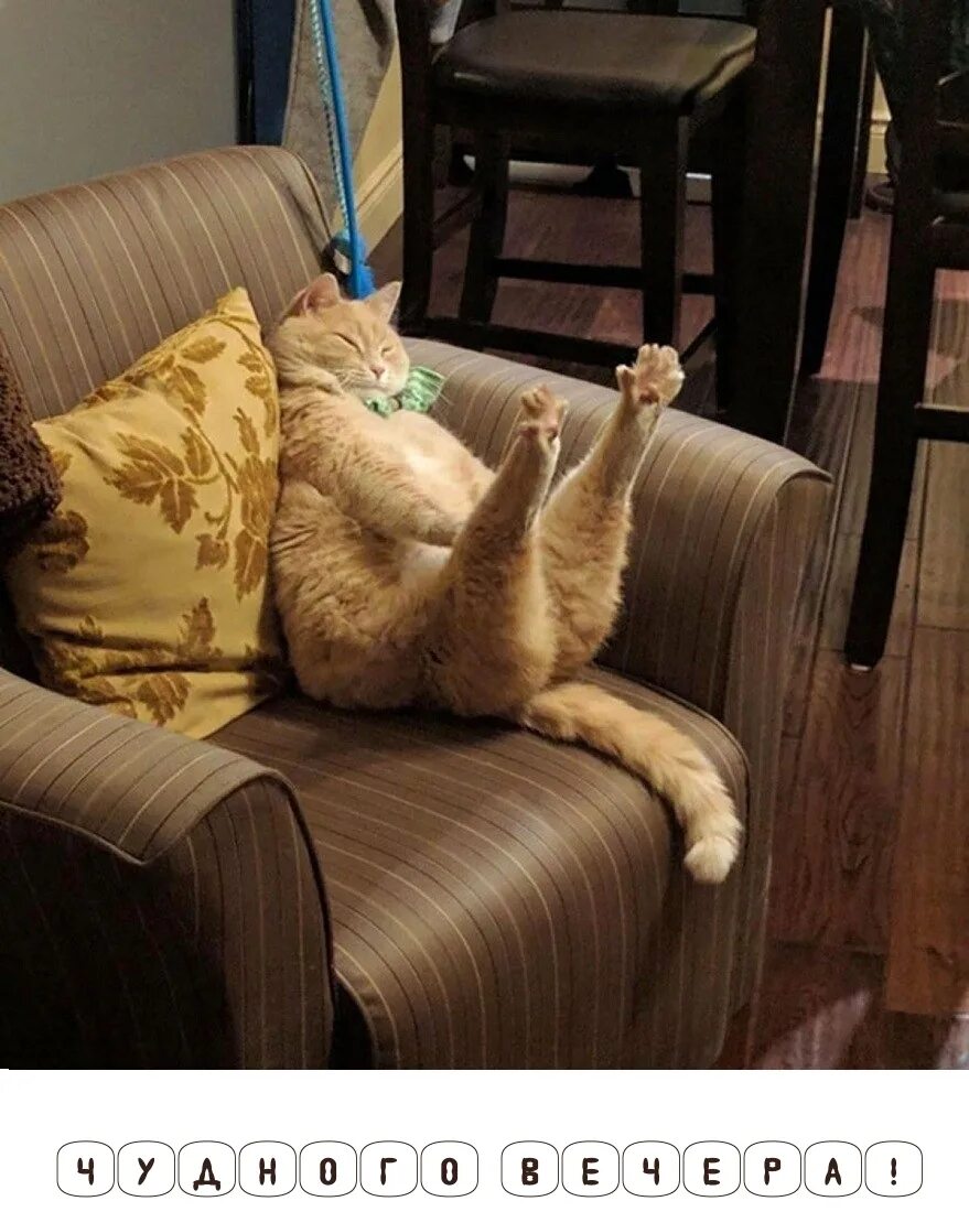Картинку сидим дома. Дабл хоба кот. Кот на диване. Ленивый кот. Диван кошка.