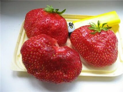 Сахарная клубника описание