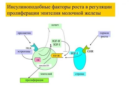 5 факторов роста