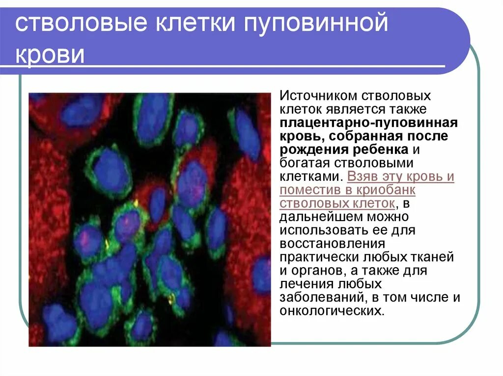 Стволовые клетки. Стволовые клетки крови. Источники стволовых кроветворных клеток. Клетки пуповинной крови. Стволовая клетка крови