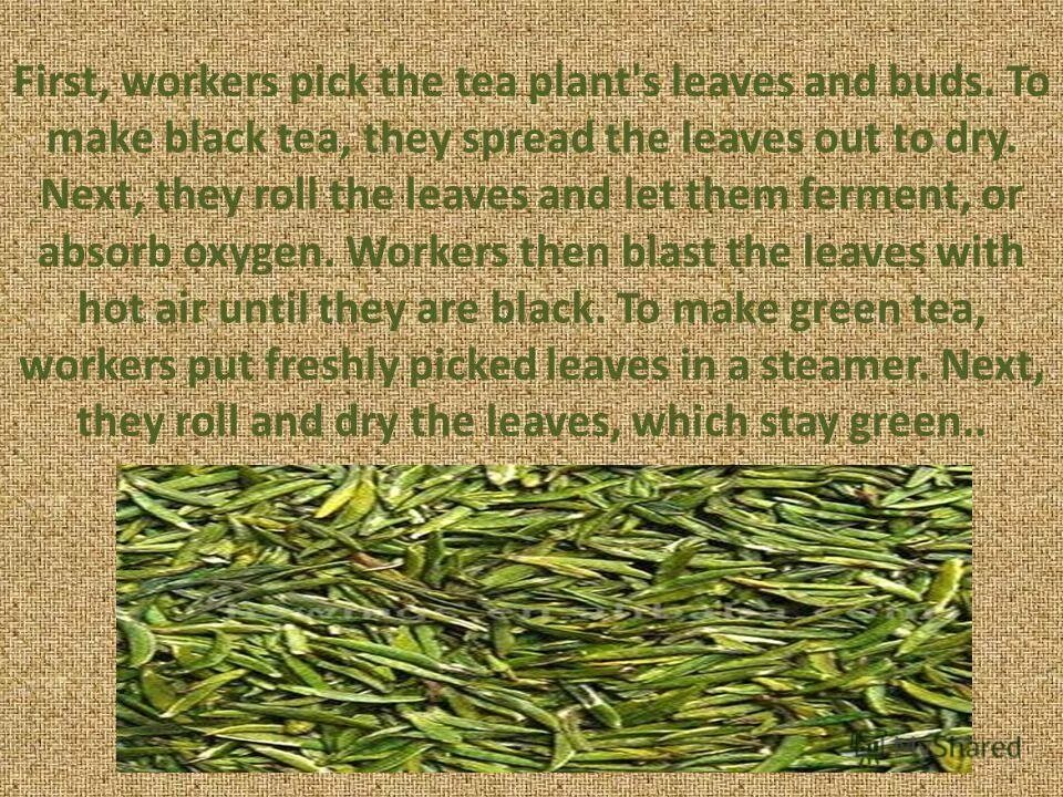 In britain tea is. Как на английском и сладкий чай. Tea drinking tradition. История возникновения чая в англии. Tea was first.