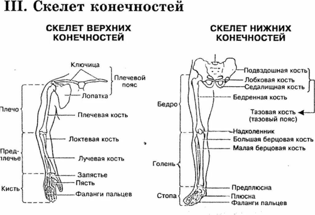 Отделы нижней конечности. Схемы строения верхней и нижней конечности. Строение скелета верхней конечности анатомия. Схема строения скелета верхней конечности. Строение скелета верхней конечности (отделы и кости).
