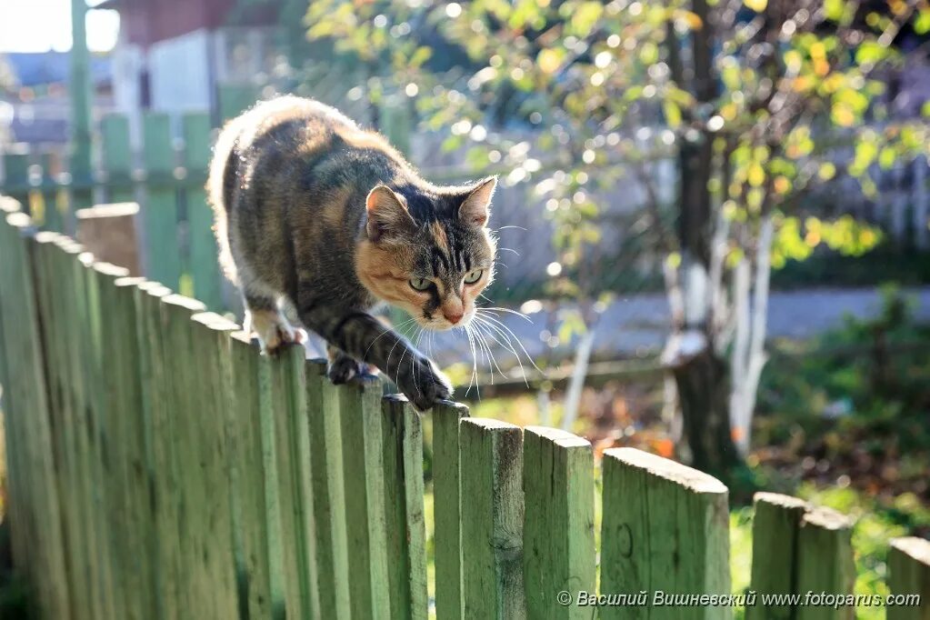 Когда нибудь кошка идет по забору. Кошечка на заборе. Деревенские коты. Кот идет по забору картинки. Полосатая кошка.