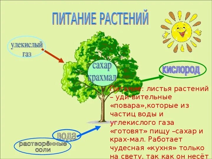 Солнце растения и мы 3 класс. Солнце растения и мы с вами. солнце растения и мы с вами презентация. схема питания растений. проект солнце растения и мы с вами.