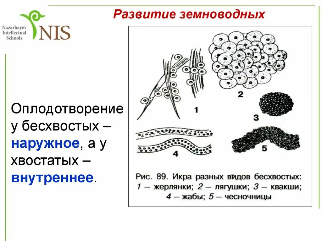 Развитие земноводных. Развитие амфибий. Стадии развития земноводных. Цикл развития амфибий.