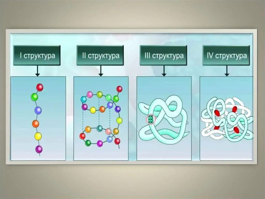 Белки 11 класс биология. Структура белка биология 10 класс. Структура белка химия. Структура белков биология 10 класс. Строение белка биология 10 класс.