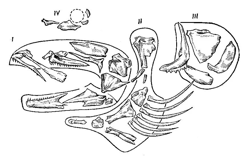 Висцеральный скелет костистой рыбы. Висцеральный скелет судака. Висцеральный череп судака сбоку. Схема строения черепа костистой рыбы.