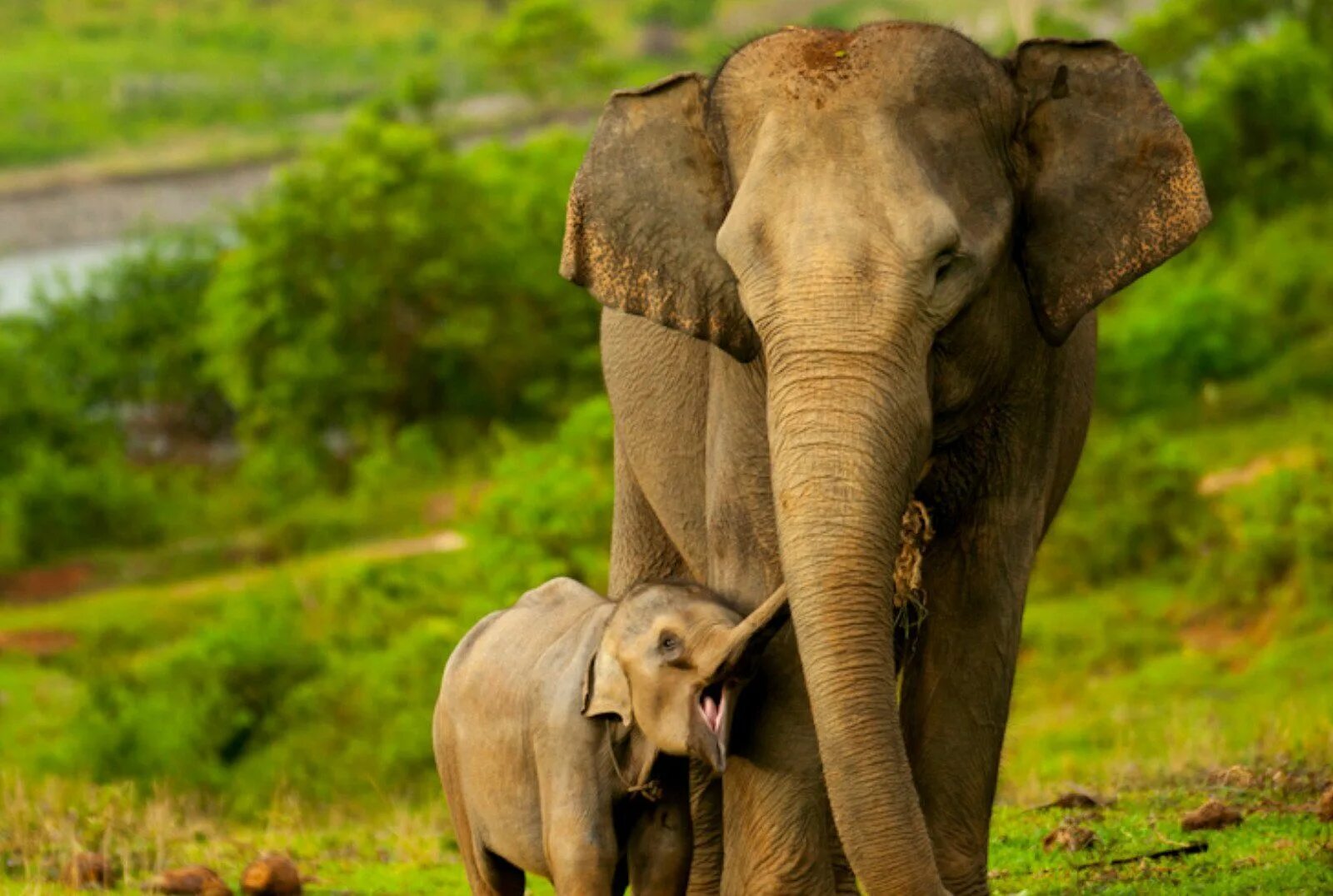 Happy elephant. Суматранский слон. Суматранский слон фото. Суматра слоны. Суматранский носорог, Индонезия.