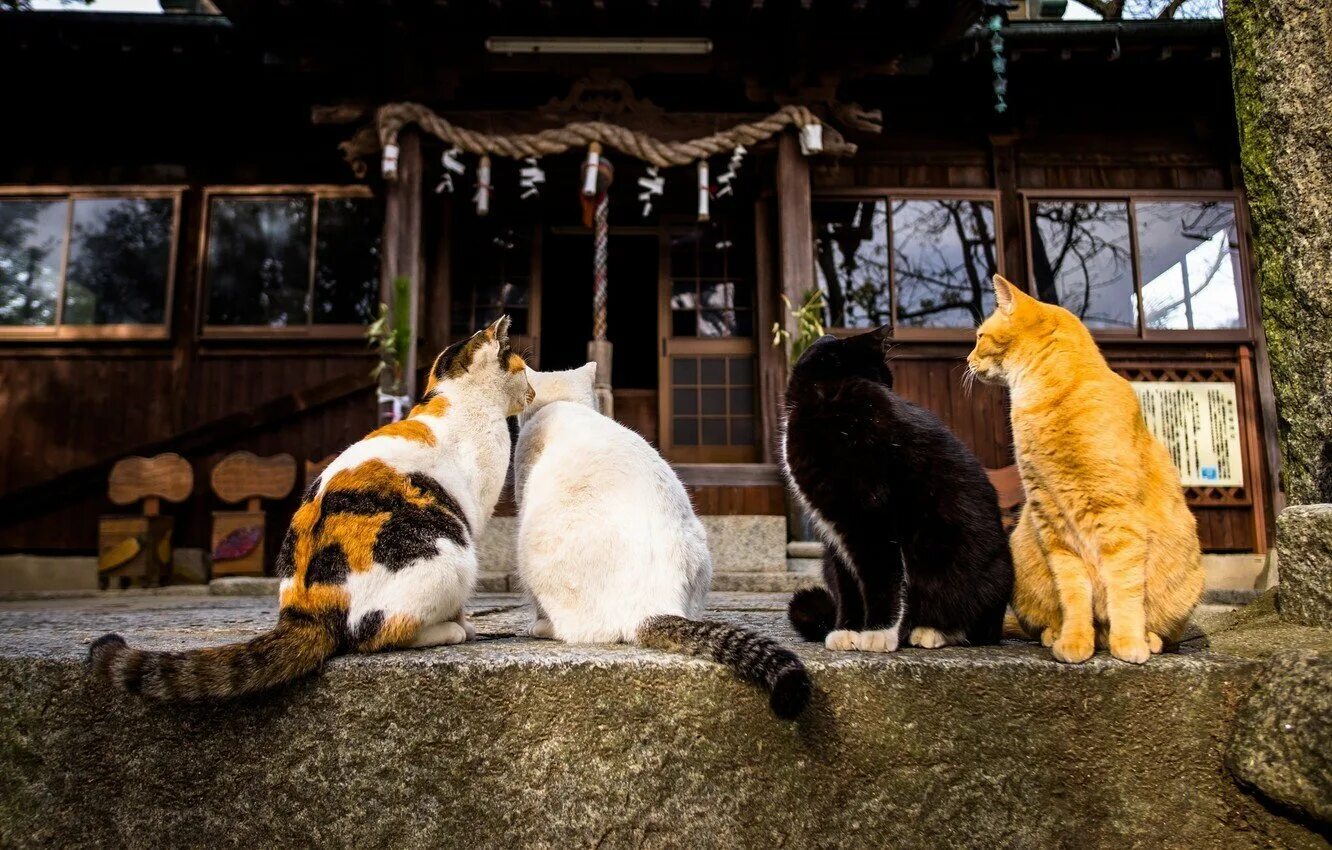 Фотографии японских кошек. Тасиро остров святилище кошкам. Остров Тасиро Япония. Остров Тасиро остров кошек. Кошачий храм на острове Тасиро.