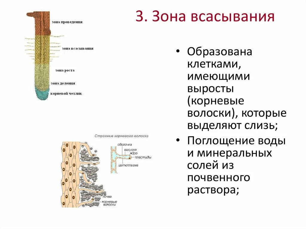 Выполняют функцию поглощения воды. Корневой чехлик зона роста зона всасывания зона проведения. Строение корня в зоне всасывания. Корневые волоски функции 6 класс. Строение корневого волоска растения.