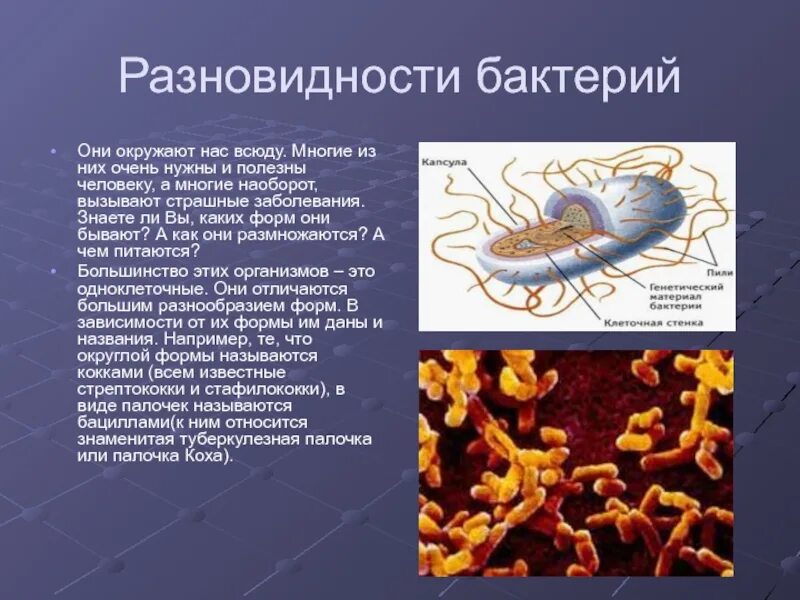 Доклад о бактериях. Бактерии презентация. Информация о микробах. Сообщение о бактериях 5.