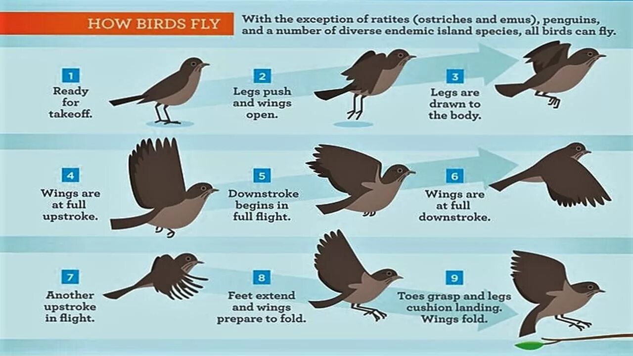 How to bird