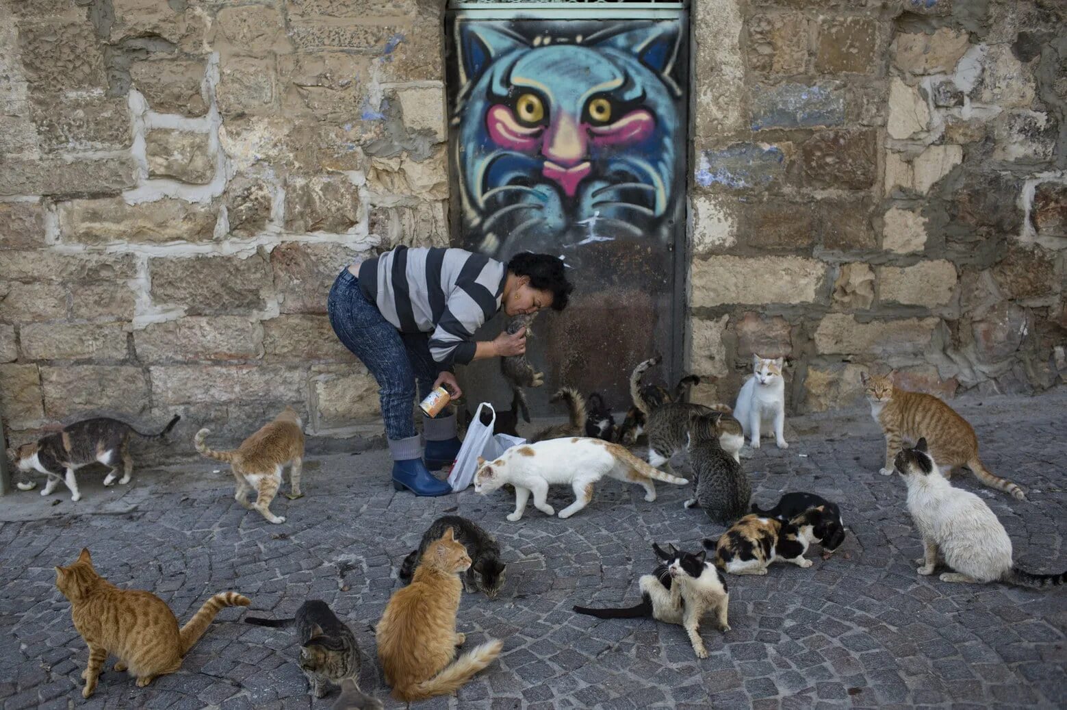 Кормить много кошек. Кошки Тель Авива. Уличные кошки в Израиле. Кошки в Израиле бездомные.