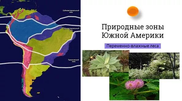 Природные зоны Южной Америки переменно влажные леса. Переменно влажные леса Южной Америки климат. Переменно влажные леса Южной Америки животные. Природные зоны в переменно влажных лесах. Переменно влажные леса температура