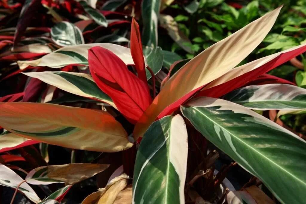 Кодиеум магнифисент. Кодиеум пёстрый. Комнатные цветы с цветными листьями. Кодиеум кротон пестрый. Кодиеум кротон пестрый.