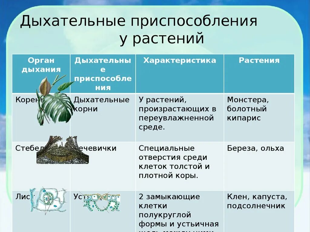 Выберите признаки приспособленности алоэ к недостатку влаги. Дыхательные приспособления у растений. Органы лвзания у растений. Органы дыхания растений. Специальные дыхательные органы у растений.