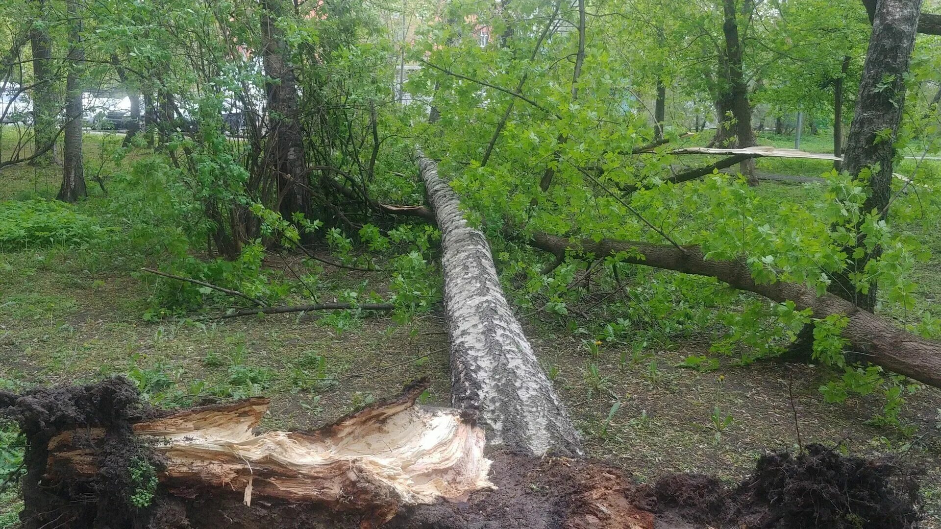 В первый день окопали 18 деревьев
