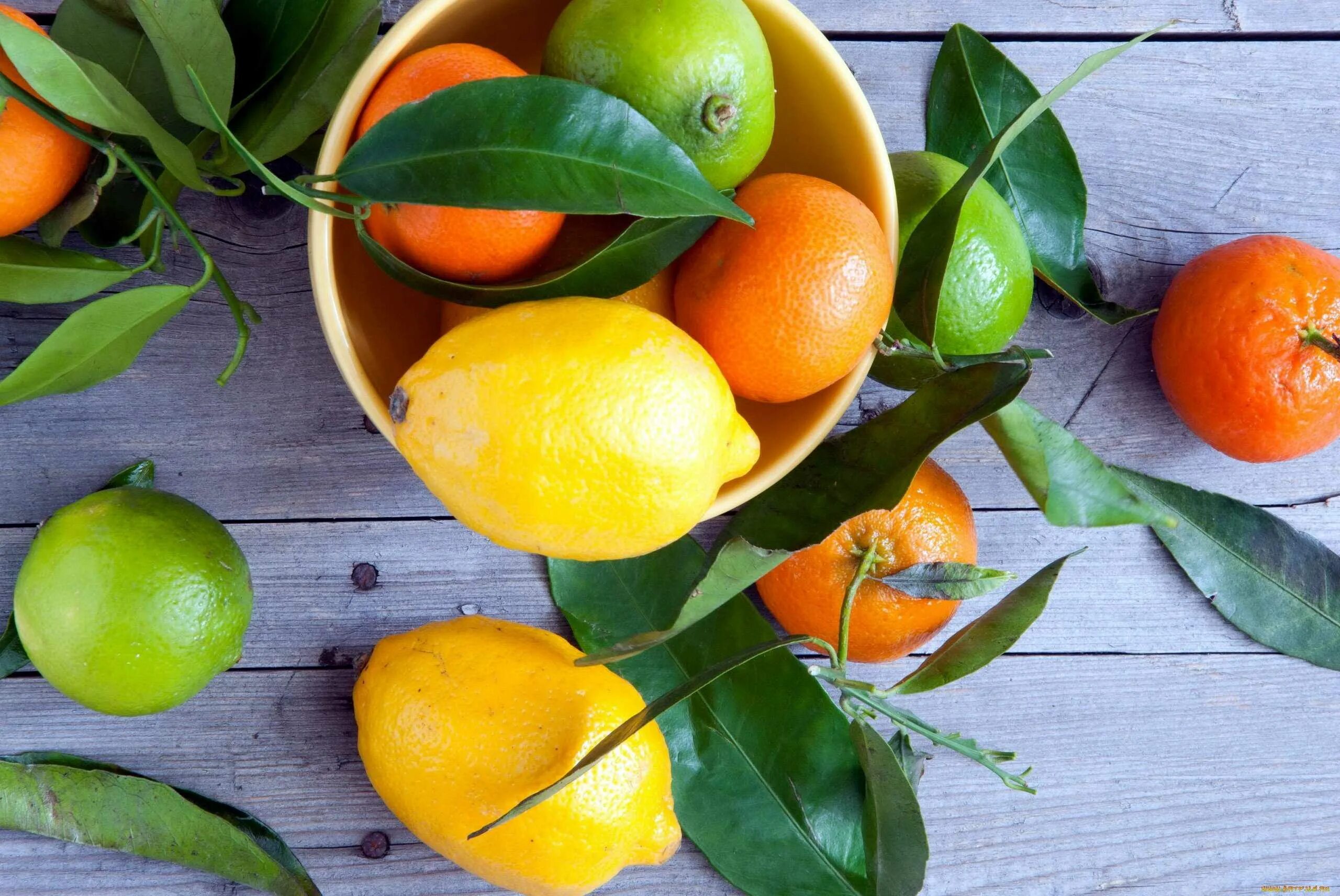 Мандарины похудеть. Цитрус мандарин +апельсин. Померанца и цитрона. Цитрон цитрусовые. Лимон Citrus Limon.