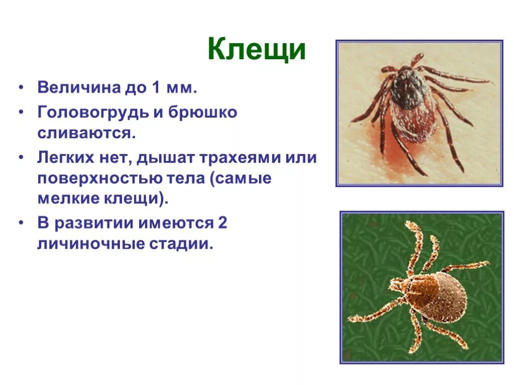 клещ приспособление к среде