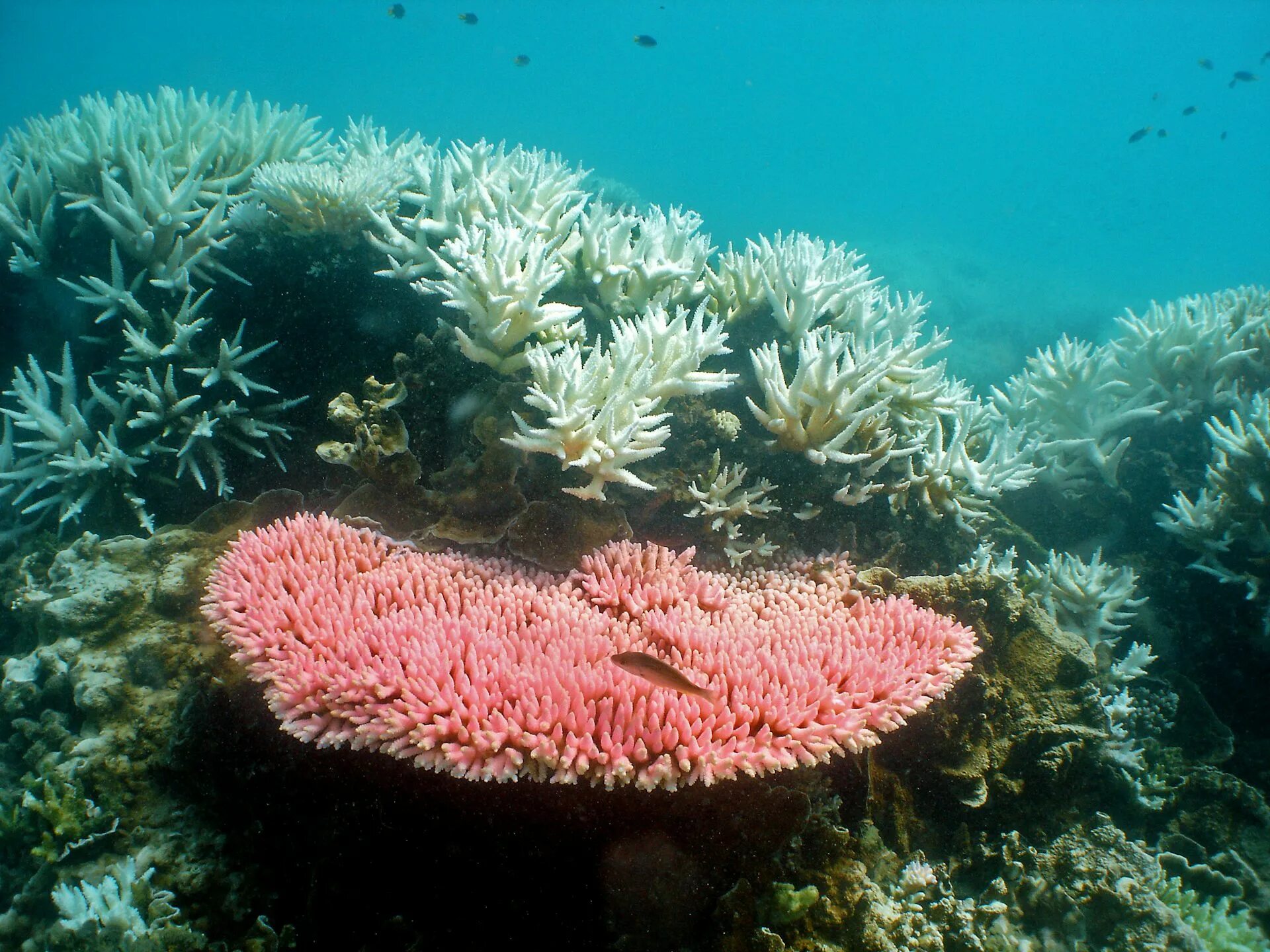 Great barrier reef corals. Большой Барьерный риф Австралия. Большой Барьерный риф кораллы. Биогеоценоз большой Барьерный риф. Коралловый риф в Австралии.