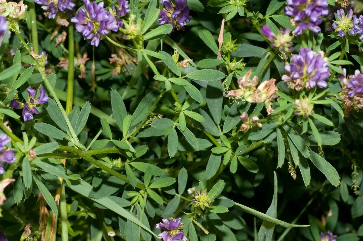 Люцерна что это такое. Люцерна синегибридная. люцерна посевная medicago sativa. альфальфа люцерна. люцерна землистая.