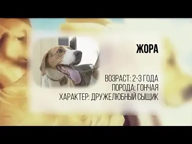 Жора собаки. Жора собаки. Собака жора. Жора собаки. Коляска для собак.