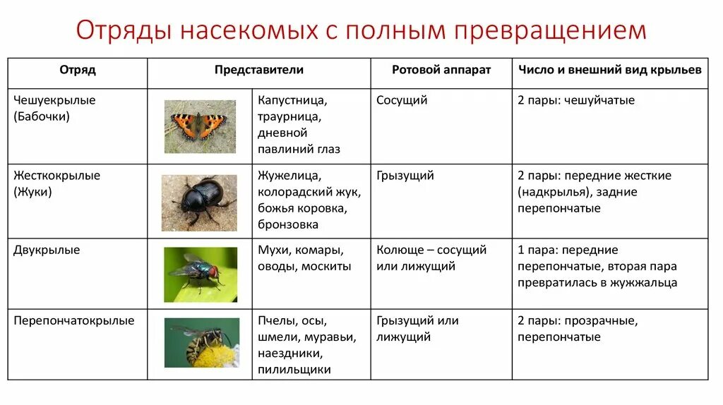 Черты приспособленности божьей коровки. Отряды с полным и неполным превращением. Отряды насекомых с полным и неполным превращением. Класс насекомые отряды с полным превращением. Представители класса насекомых с полным превращением.