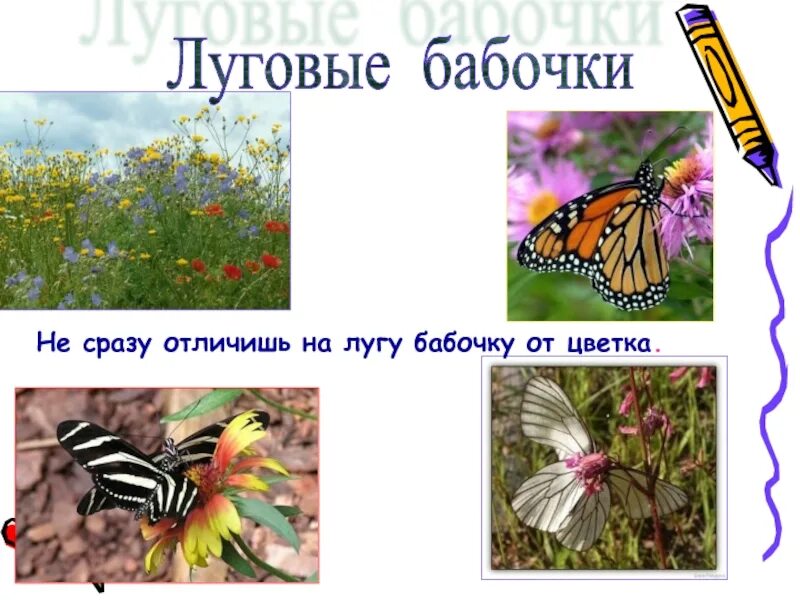 Примеры цветов и бабочек луга. Луговые бабочки названия. бабочки луга. бабочки которые живут на лугу. название бабочек на лугу.