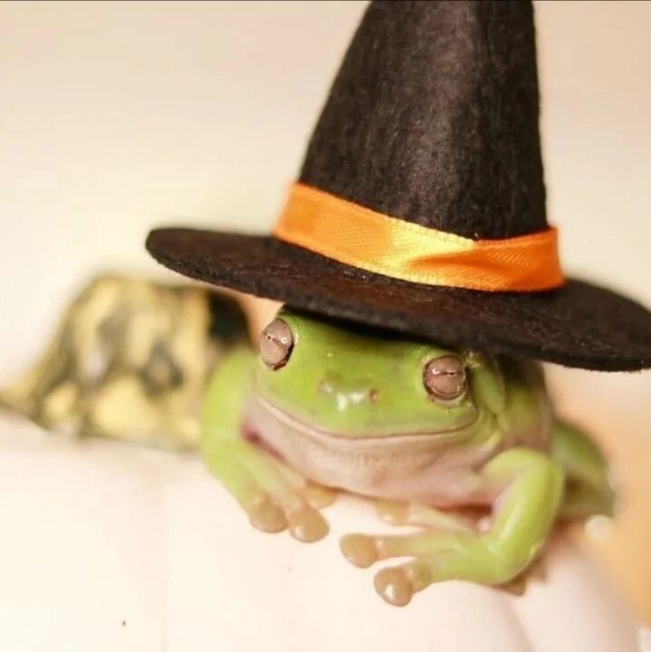 Жабка в шляпке. Лягушка в шляпке. Лягушка в шляпке. Лягушка с шляпкой. Жабка волшебник.