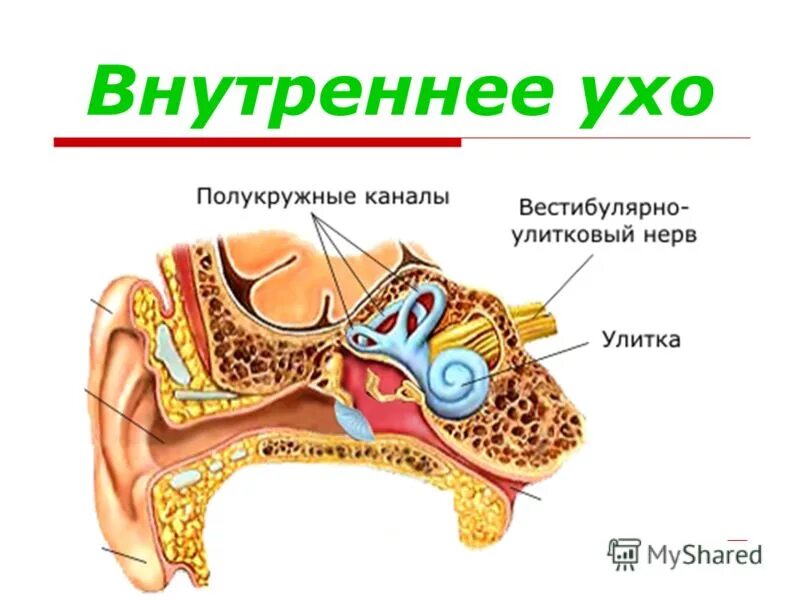 Какого строение внутреннего уха. Строение внутреннего уха человека. отделы внутреннего уха анатомия. анатомические структуры внутреннего уха. внутреннее ухо состоит.