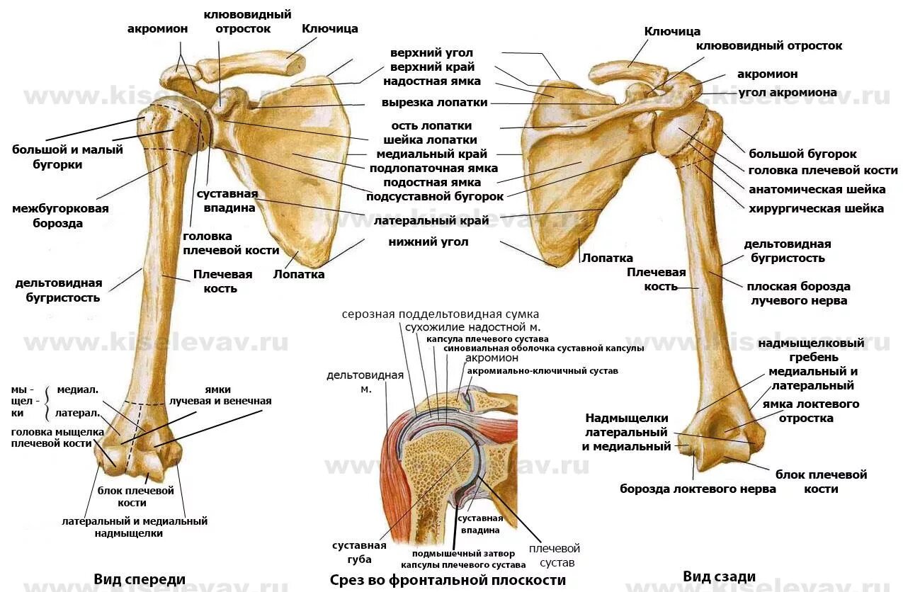 Кости скелета плечевого сустава. Строение плечевого сустава кости. Плечевая кость строение сустава. Строение плеча, плечевой кости.