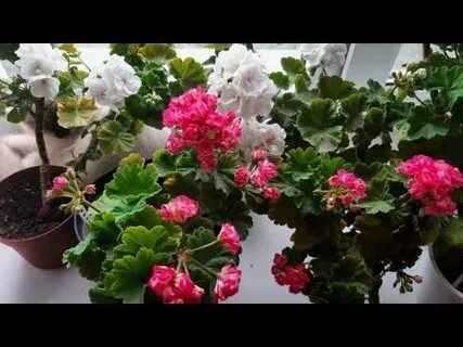 Когда герань заносить с улицы домой осенью