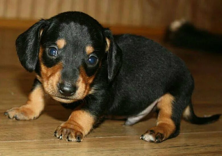 5 месяца. Как выглядит щенок таксы. Щенки таксы. Щенки таксы. Щенок таксы 1 месяц.