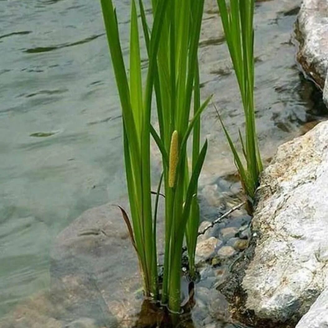 АИР болотный (Acorus Calamus). АИР обыкновенный - Acorus Calamus. АИР обыкновенный болотный. Акорус Каламус.