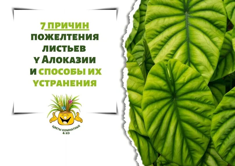 Распространите предложения пожелтели листья. Желтеют листья у алоказии. алоказия вянут листья. алоказия полли пожелтел лист. алоказия полли болезни.