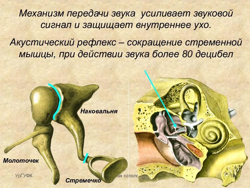 Внутреннее ухо расположено в кости. Слуховые косточки среднего уха строение и функции. Стремечко строение и функции. Слуховой анализатор наковальня. Строение слуховых косточек анатомия.