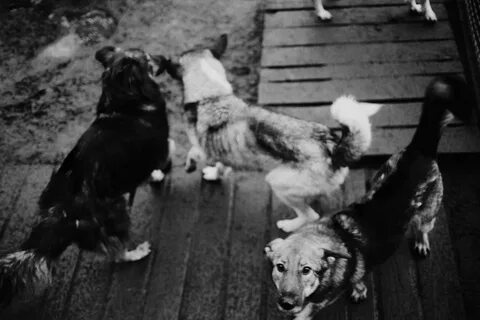 Собака 1970