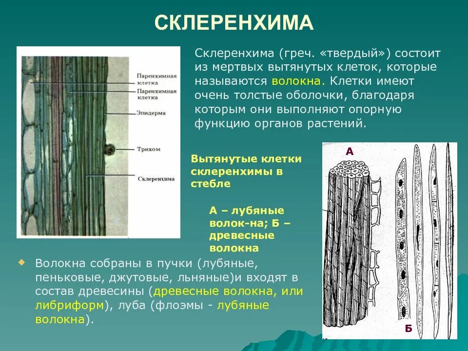 Какие клетки входят в состав древесины