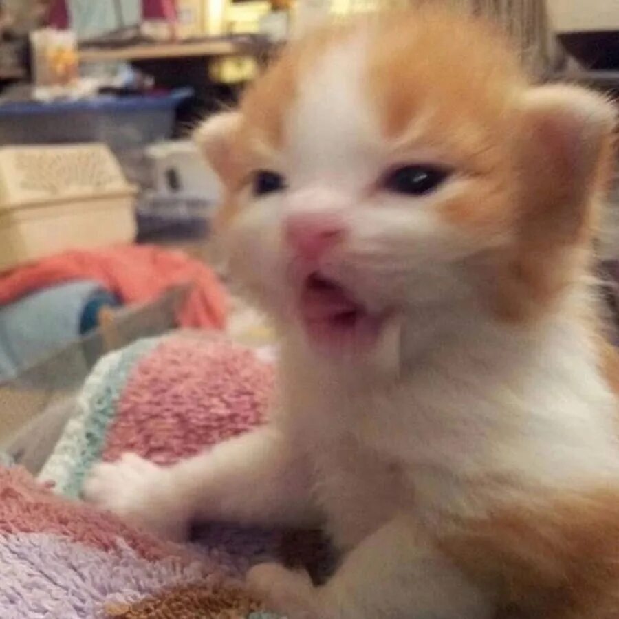 Котяк. Рыжий котёнок. Наглая кошачья морда. Морда кошки. Котяк.