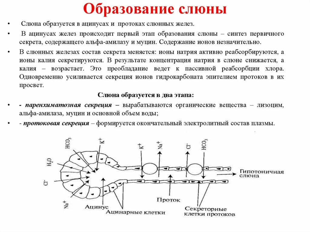 Формирование слюны. Механизм образования слюны. Схема образования слюны. Механизм образования слюны физиология. Схема формирование слюны.