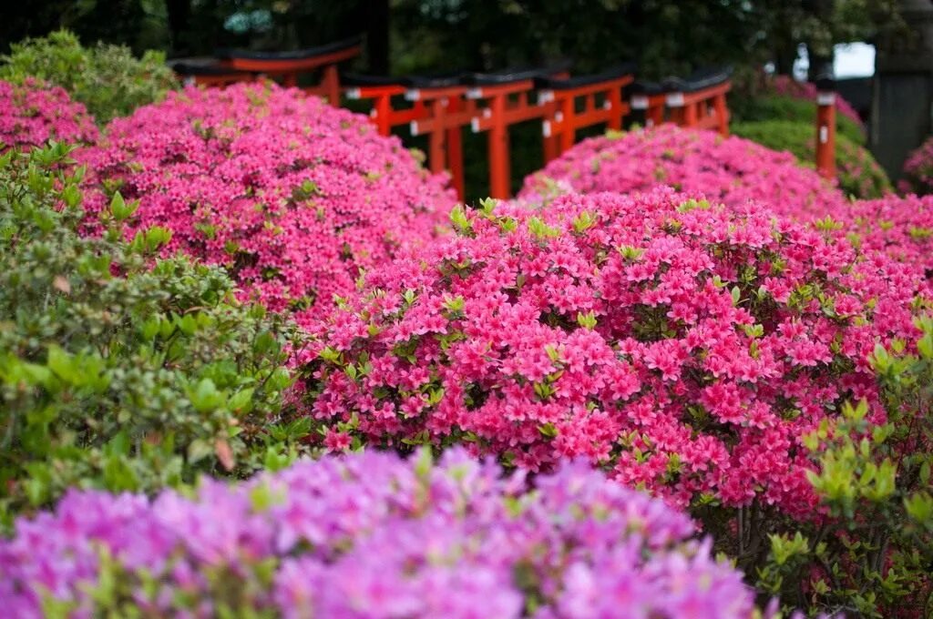 Чем подкормить рододендрон. Nezu Shrine Азалии.